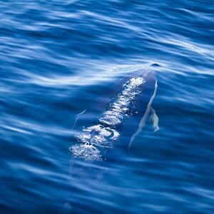 Veranstaltung: Mallorca: 3 Horas de Amanecer en el Mar y Excursión con Delfines, Mallorca Boat Trips in Palma de Mallorca