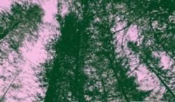 Veranstaltung: Wald, S-Bahnhof Grunewald in Berlin