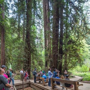 Veranstaltung: From San Francisco: Half Day Muir Woods Tour, Sausalito Tour and Bay Cruise, Muir Woods Day Trips from San Francisco in San Francisco