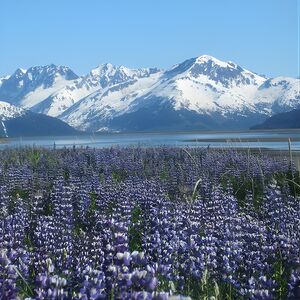 Veranstaltung: Wildlife and Glaciers with a walk in the Rainforest, 546 W 4th Ave in Anchorage