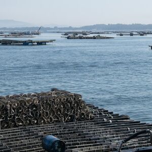 Veranstaltung: Crucero por las Rías Baixas: Ruta de los Mejillones, O Grove Cruises in O Grove