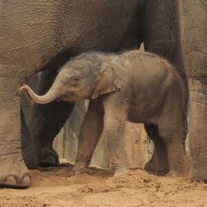 Veranstaltung: Amersfoort Zoo: Entry Ticket, Amersfoort Zoo in Amersfoort