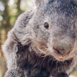 Veranstaltung: Ballarat Wildlife Park, Ballarat Wildlife Park in Ballarat