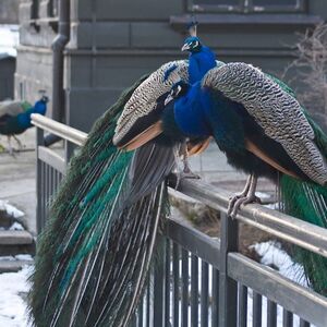 Veranstaltung: Warsaw Zoo Park with Private Transport, Warsaw Zoo Park in Warsaw