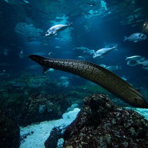 Veranstaltung: Acuario de Barcelona: Flexi-Ticket, Barcelona Aquarium in Barcelona