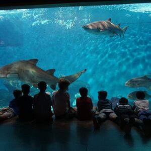 Veranstaltung: ¡Entradas para el Acuario de Sevilla!, Acuario de Sevilla in Sevilla