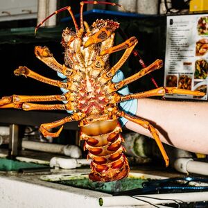 Veranstaltung: Sydney Fish Market: Behind-the-Scenes Auction Floor Tour, Sydney Fish Market in Pyrmont