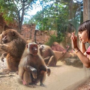 Veranstaltung: Singapore Zoo: Meet orangutans, snakes and more, Singapore Zoo in Singapore