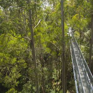 Veranstaltung: Otway Fly Treetop Walk, Otway Fly Treetop Adventures in Weeaproinah