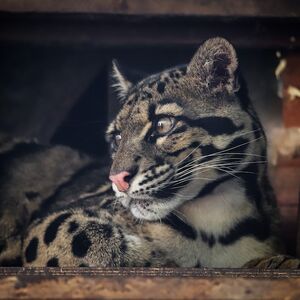 Veranstaltung: Felidae Wildkatzen- und Artenschutzzentrum Barnim - Führung, Felidae Wildkatzen- und Artenschutzzentrum Barnim in Ichstedt