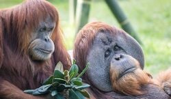 Veranstaltung: San Diego Zoo & Safari Park: 2-Visit Pass, San Diego Zoo in San Diego