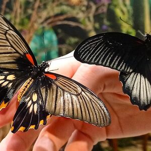 Veranstaltung: Krakow: Museum of the Living Butterfly, House of Attractions Krakow in Krakow