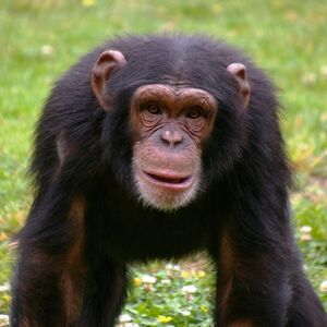 Veranstaltung: Jardim Zoológico de Lisboa: Bilhete de acesso rápido, Lisbon Zoo in Lisbon