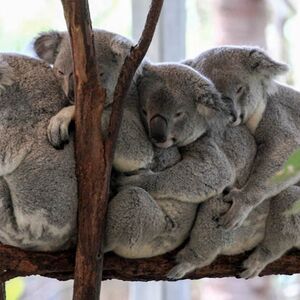 Veranstaltung: Lone Pine Koala Sanctuary: Entry Ticket, Lone Pine Koala Sanctuary in Brisbane