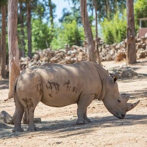 Veranstaltung: Zoo Santo Inácio: Bilhete sem filas, Zoo Santo Inácio in Avintes