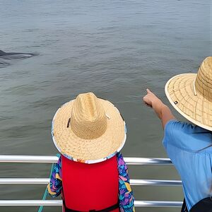 Veranstaltung: Folly Beach Dolphin Viewing Boat Excursion and Estuary Tour, 2223 Folly Rd in Charleston