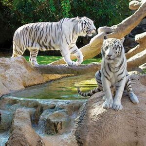 Veranstaltung: Loro Parque: Entrada + Transporte, Loro Parque in Puerto de la Cruz