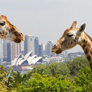 Veranstaltung: Taronga Zoo Sydney: Entry Ticket + Sydney Harbour Hopper Pass, Taronga Zoo in Mosman