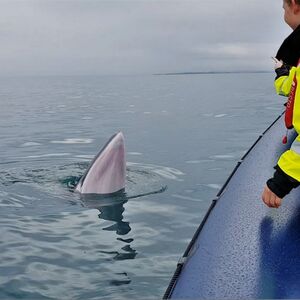 Veranstaltung: Whale Watching: Whales of Iceland Entry + RIB Boat Tour from Reykjavik, Iceland Whale Watching in Reykjavík