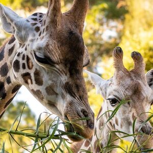 Veranstaltung: Werribee Open Range Zoo: Entry Ticket, Werribee Open Range Zoo in Werribee South