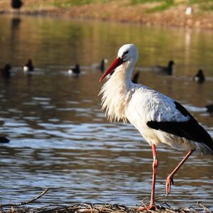 Veranstaltung: Cañada de los Pájaros, Cañada de los Pájaros in La Puebla del Río