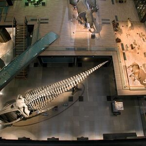 Veranstaltung: Grande Galerie de l'Évolution : Billet coupe-file, Grande Galerie de l'Évolution in Paris