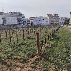 Veranstaltung: Sitges: Paseo en Barco, Visita a Pie y Bodega, Barcelona Boat Trips in Barcelona