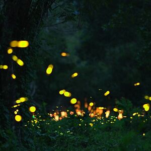 Veranstaltung: Bali: Firefly-Watching Experience + Traditional Dinner, Bali Culinary Tours in Bali