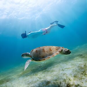 Veranstaltung: Snorkeling and Dolphin Watching Experience in Destin, 189 Brooks St SE in Destin