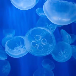 Veranstaltung: Acquario di Genova: Ingresso riservato, Aquarium of Genoa in Genoa