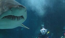 Veranstaltung: SEA LIFE Sydney Aquarium: Shark Dive Xtreme, Sealife Aquarium Sydney in Sydney
