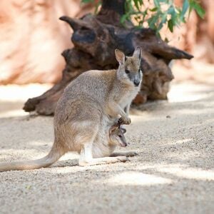 Veranstaltung: iVenture Sydney Flexi Attractions Pass, Featherdale Sydney Wildlife Park in Doonside