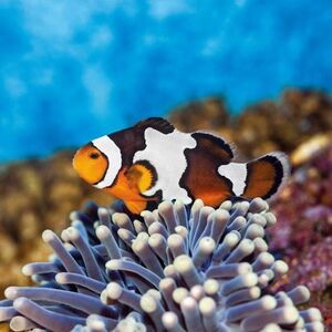 Veranstaltung: Aquarium de Barcelona: Entrada, Barcelona Aquarium in Barcelona