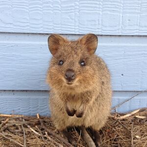 Veranstaltung: Rottnest Island: Roundtrip Ferry Transfer + Bike Rental, Rottnest Island Day Trips in Hillarys