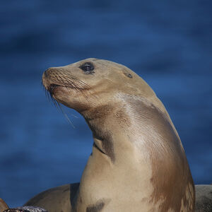 Veranstaltung: Paddleboarding or Kayaking with Sea Lions in the Marina, Meeting point: Mothers beach in Marina del Rey