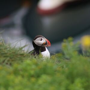 Veranstaltung: Iceland: Puffin Watching Tour from Reykjavik, Iceland Wildlife Experiences in Reykjavík