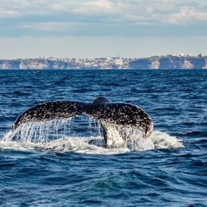 Veranstaltung: Sydney: Whale Watching Adventure Cruise, Whale Watching Sydney in Sydney