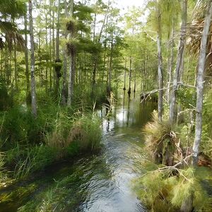 Veranstaltung: 4-Hour Swamp Buggy Adventure Tour in Florida, 76qwxprq + M4r in Fort Myers