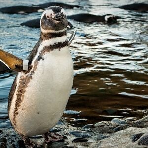 Veranstaltung: Aquarium of the Pacific: Skip The Line Ticket, Aquarium of the Pacific in Long Beach