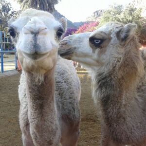 Veranstaltung: Paseo en camello por las dunas de Maspalomas, Camel Safari in Las Palmas de Gran Canaria