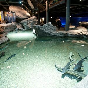 Veranstaltung: Acquario di Genova: Ingresso riservato + esperienza gelato, Aquarium of Genoa in Genoa