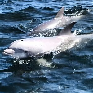 Veranstaltung: 2 Hour Private Dolphin Cruise & Bay Tour, 655 Pensacola Beach Blvd in Pensacola