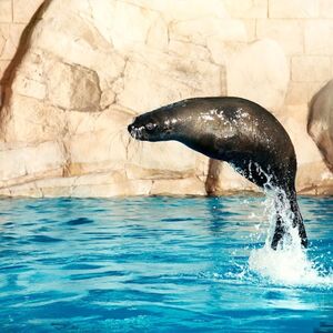 Veranstaltung: Aquaventure: Entry Ticket + Atlas Village Sea Lion Experience, Atlas Village - Dolphin & Sea Lion Experiences in Dubai