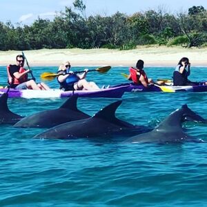 Veranstaltung: Gold Coast: Morning Dolphin Kayaking & Snorkeling Tour, Gold Coast Aviation Activities in Byron Bay