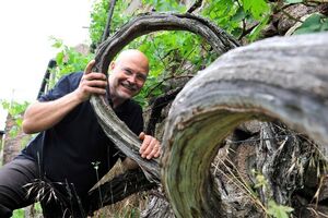 Veranstaltung: Große Weinbergwanderung - "5 km - 6 Weine Tour" mit dem Winzer in 3,5h zum "Goldenen Wagen", Schloss Wackerbarth in Radebeul