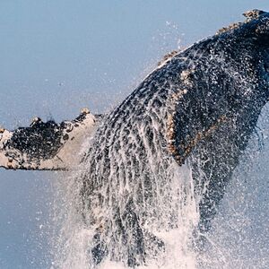 Veranstaltung: Newport Beach: Year-Round Whale and Dolphin Cruises, Los Angeles in los angeles