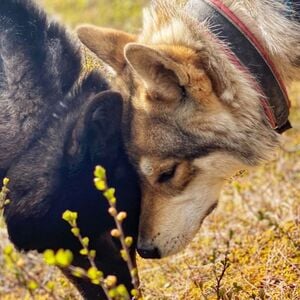 Veranstaltung: Ranua: Arctic Wolfland Sanctuary Private Tour, Outdoor Activities in Ranua in Ranua