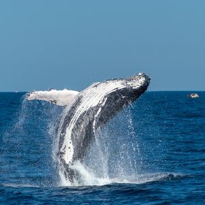 Veranstaltung: Sydney: Whale Watching Adventure Cruise, Whale Watching Sydney in Sydney