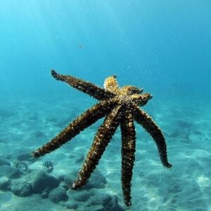 Veranstaltung: Los Cristianos: Clase guiada de buceo, Tenerife Water Activities in Tenerife