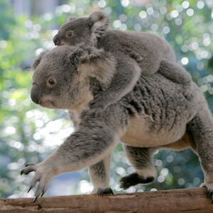 Veranstaltung: Lone Pine Koala Sanctuary: Entry Ticket + River Cruise from Brisbane, Lone Pine Koala Sanctuary in Brisbane